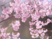 汕头市龙湖区林景致日用品店