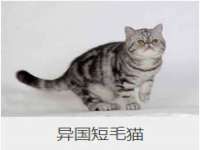 汕头市龙湖区林景致日用品店